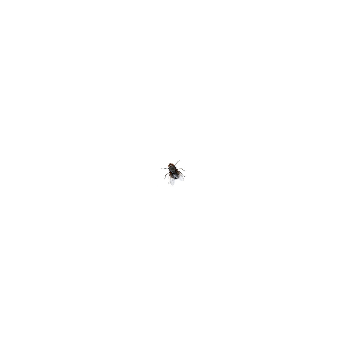  - sans titre (une mouche noire (vivante) dans un cube blanc)